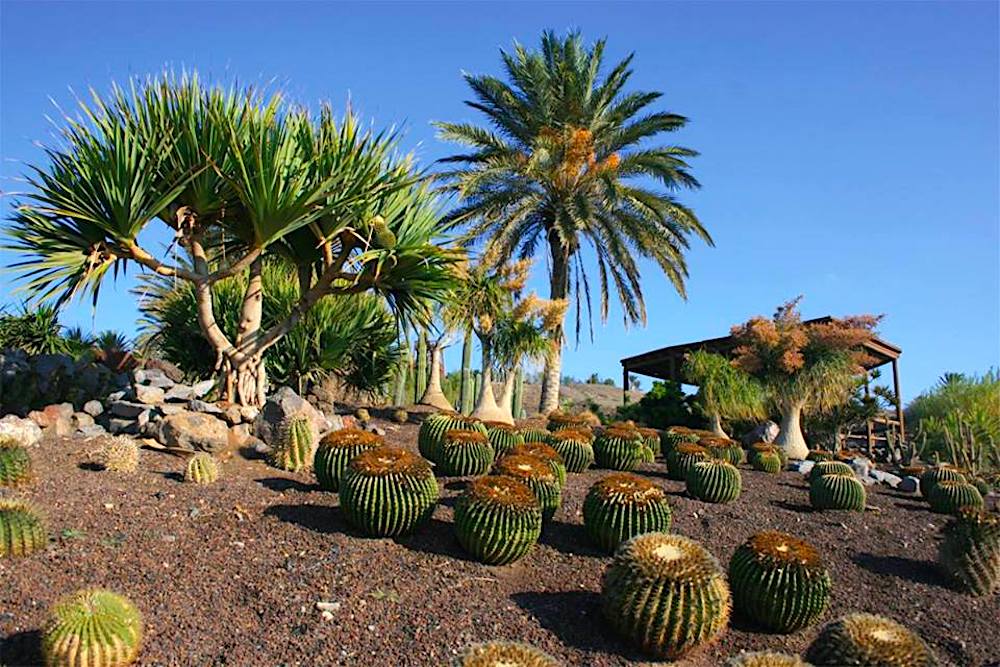 Visitar Jardín Botanico de Fuerteventura