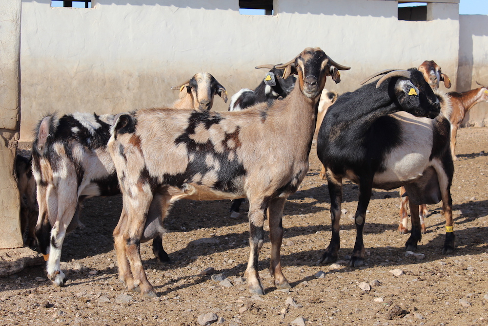 Las cabras en Fuerteventura